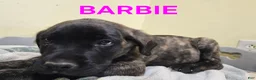 English Mastiff dogs for sale: English Mastiff Puppy 3 - Ad 2