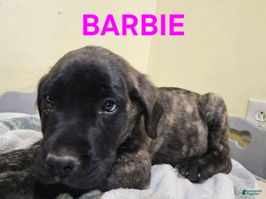 English Mastiff dogs for sale: English Mastiff Puppy 3 - Ad 2