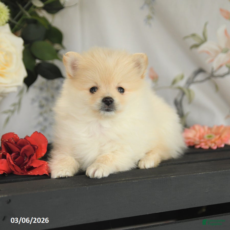 Pomeranian dogs Benji - Ad 2