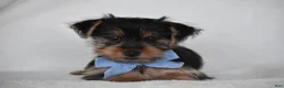 Yorkshire Terrier dogs for sale: Blake - Ad 3