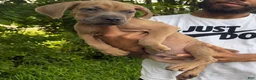 Cane Corso dogs for sale: Cane Corso Puppy 2 - Ad 9