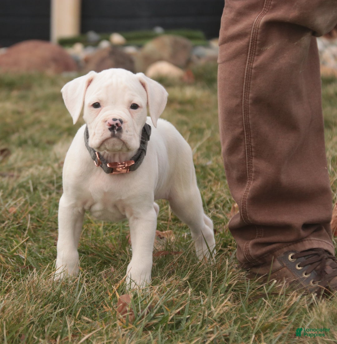 Boxer dogs for sale: Henry - Ad 4