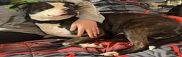 Mixed Breed dogs for sale: Mixed Breed Puppy 5 - Ad 7