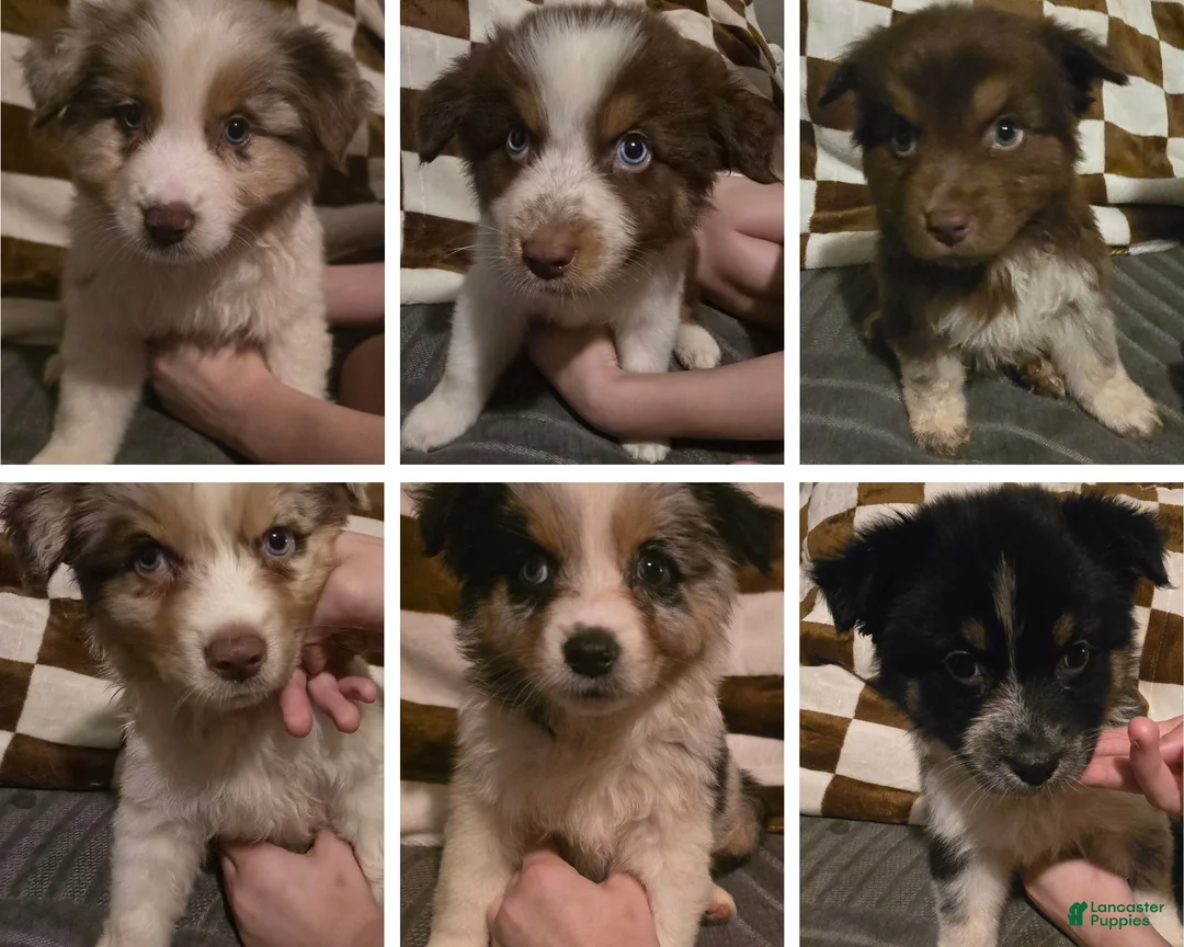 Australian Shepherd dogs for sale: Male 1 - Ad 7