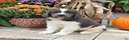 Newfoundland dogs for sale: Mckenzie - Ad 4