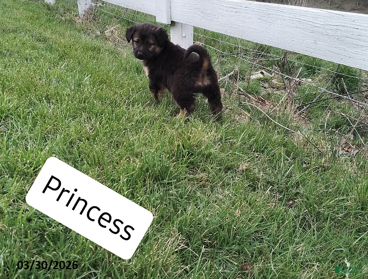 Mixed Breed dogs Princess - Ad 1