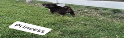 Mixed Breed dogs for sale: Princess - Ad 3