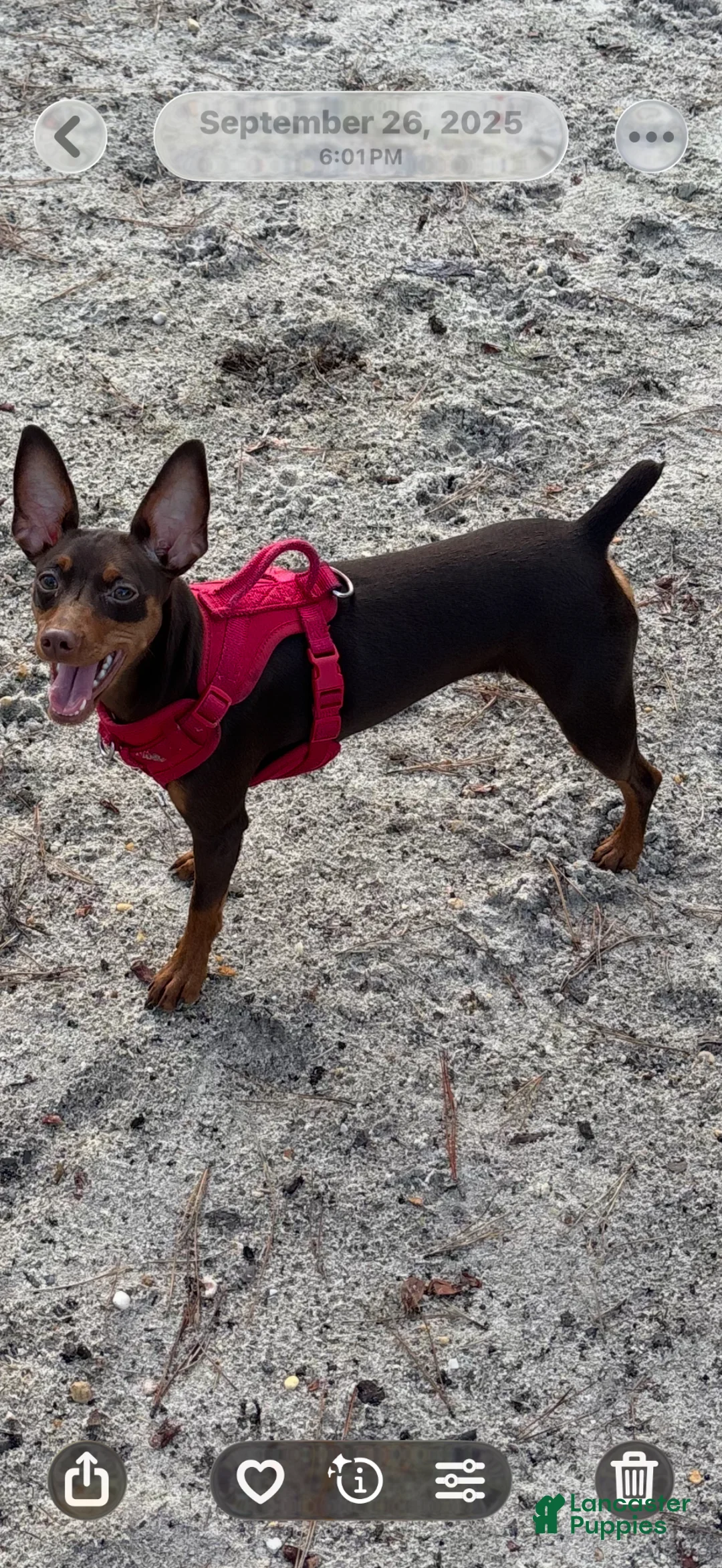 Miniature Pinscher dogs for sale: Miniature Pinscher Puppy 4 - Ad 3