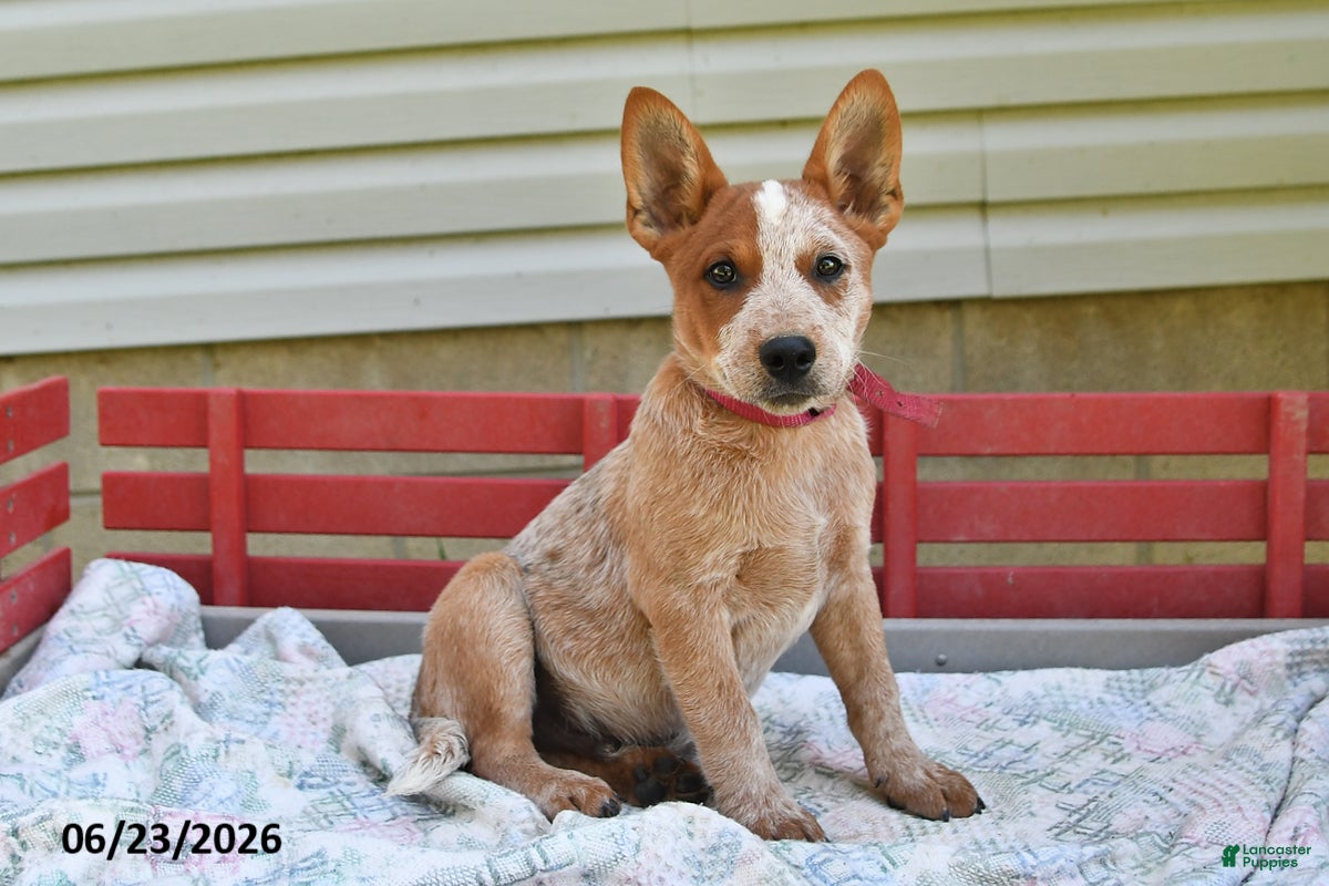 Australian Cattle Dog dogs Coffee - Ad 1