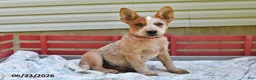 Australian Cattle Dog dogs for sale: Coffee - Ad 1
