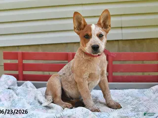 Australian Cattle Dog dogs for sale: Coffee - Ad 3