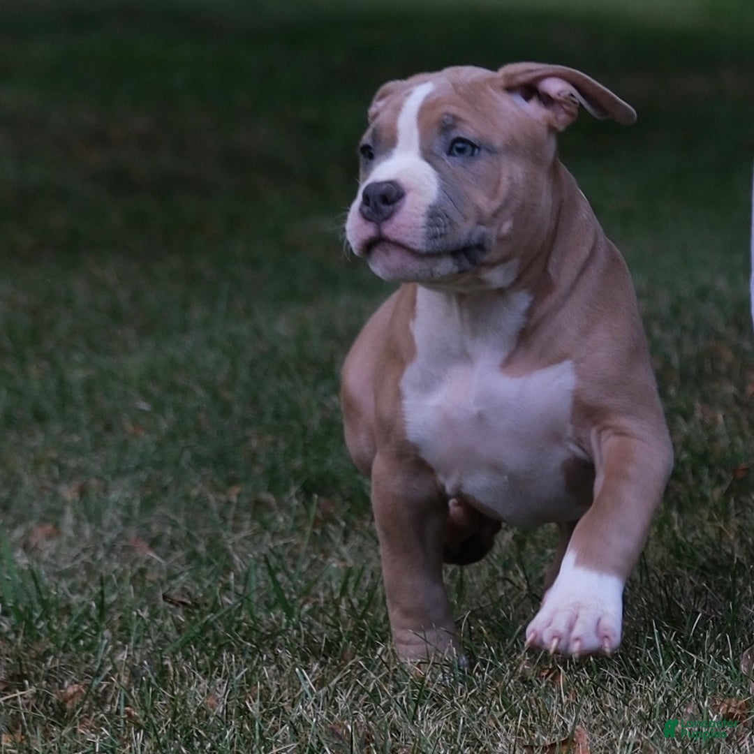 American Bully dogs for sale: White Face - Ad 1