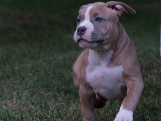 American Bully dogs White Face - Ad 20