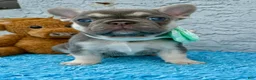French Bulldog dogs for sale: French Bulldog 1 - Ad 3