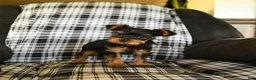 Yorkshire Terrier dogs for sale: Timmy - Ad 3