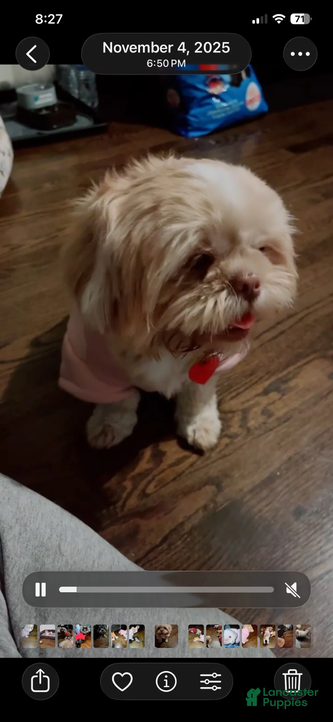 Shih Tzu dogs for sale: Shih Tzu 1 - Ad 4