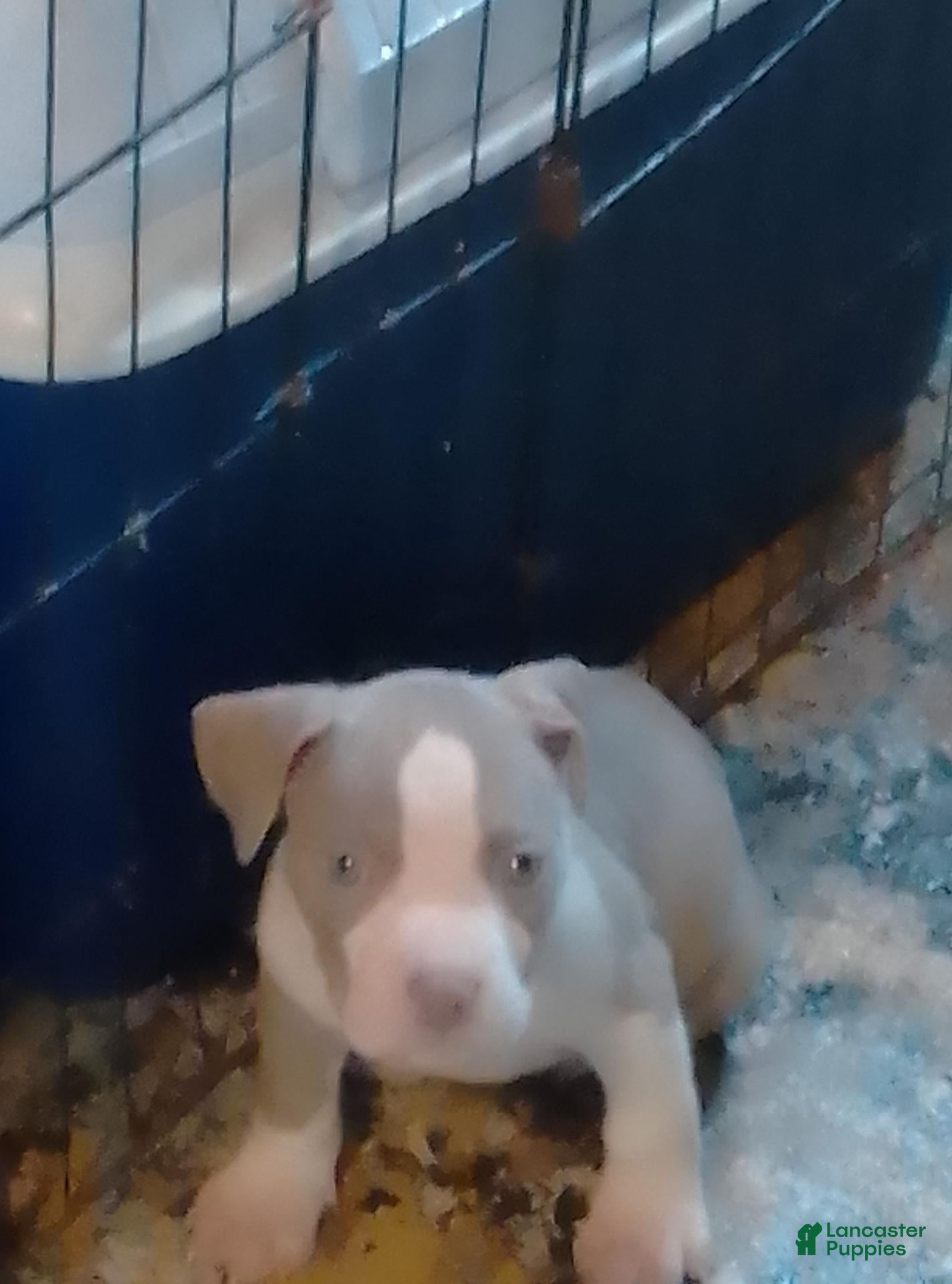 American Pit Bull Terrier dogs American Pit Bull Terrier 2 - Ad 24