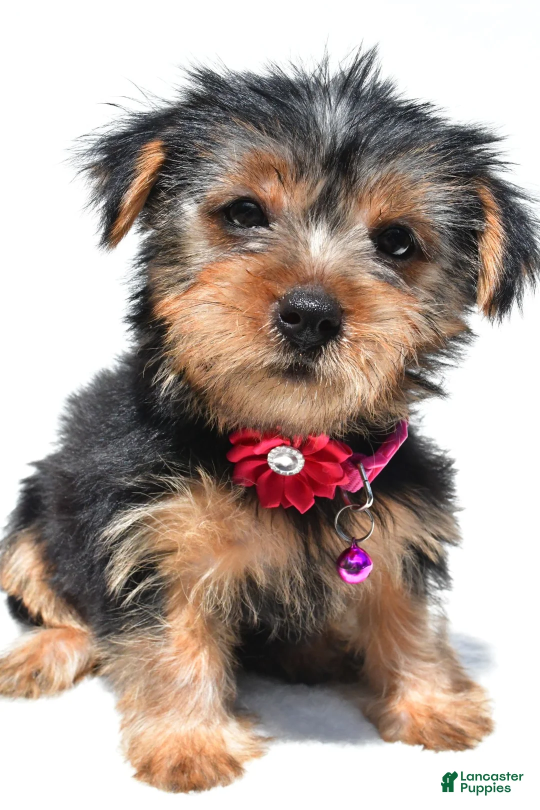 Yorkshire Terrier dogs for sale: Belle - Ad 2