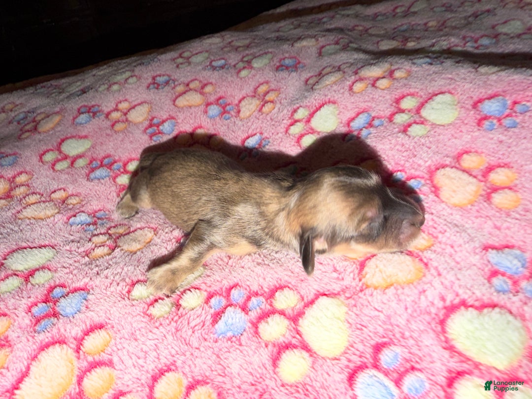 Miniature Dachshund dogs for sale: Cream - Ad 50