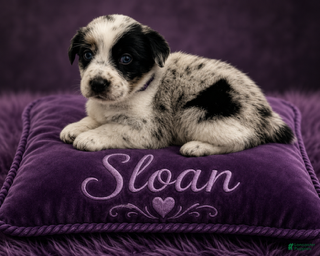 Australian Shepherd dogs Sloan - Ad 8