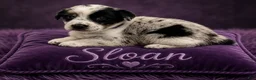 Australian Shepherd dogs for sale: Sloan - Ad 1