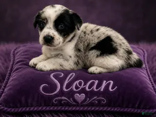 Australian Shepherd dogs Sloan - Ad 8