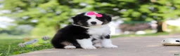 Miniature Australian Shepherd dogs for sale: Cisco - Ad 3