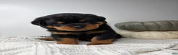 Rottweiler dogs for sale: Jose - Ad 3