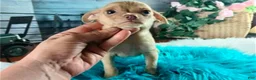 Chihuahua dogs for sale: NATIONWIDE DELIVERY teacup underbite - Ad 6