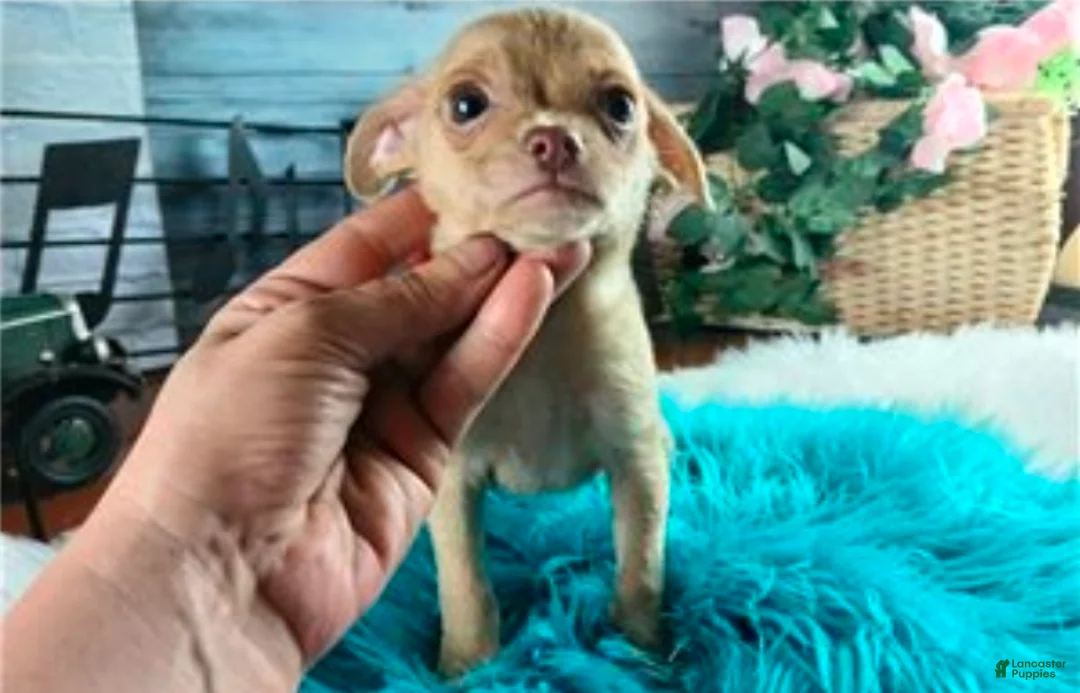 Chihuahua dogs for sale: Hand DELIVERY teacup underbite - Ad 2