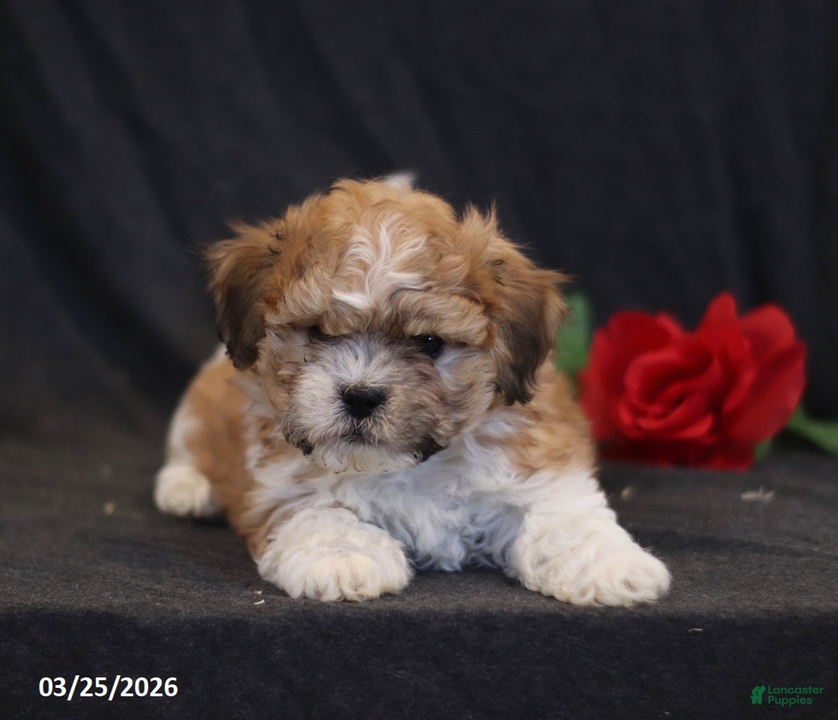 Teddy Bear dogs Nevada - Ad 1