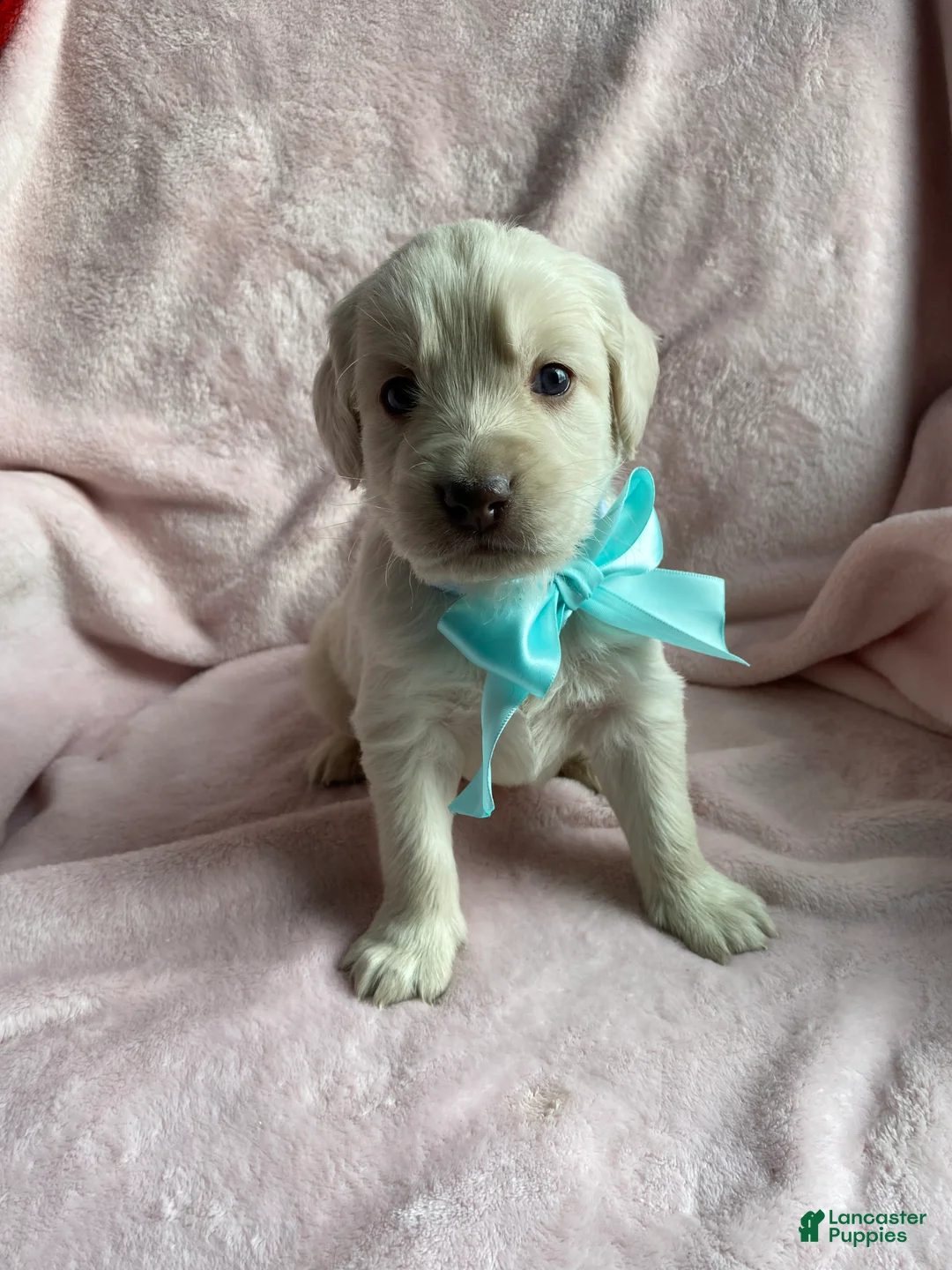 Mixed Breed dogs for sale: Max jr  - Ad 4