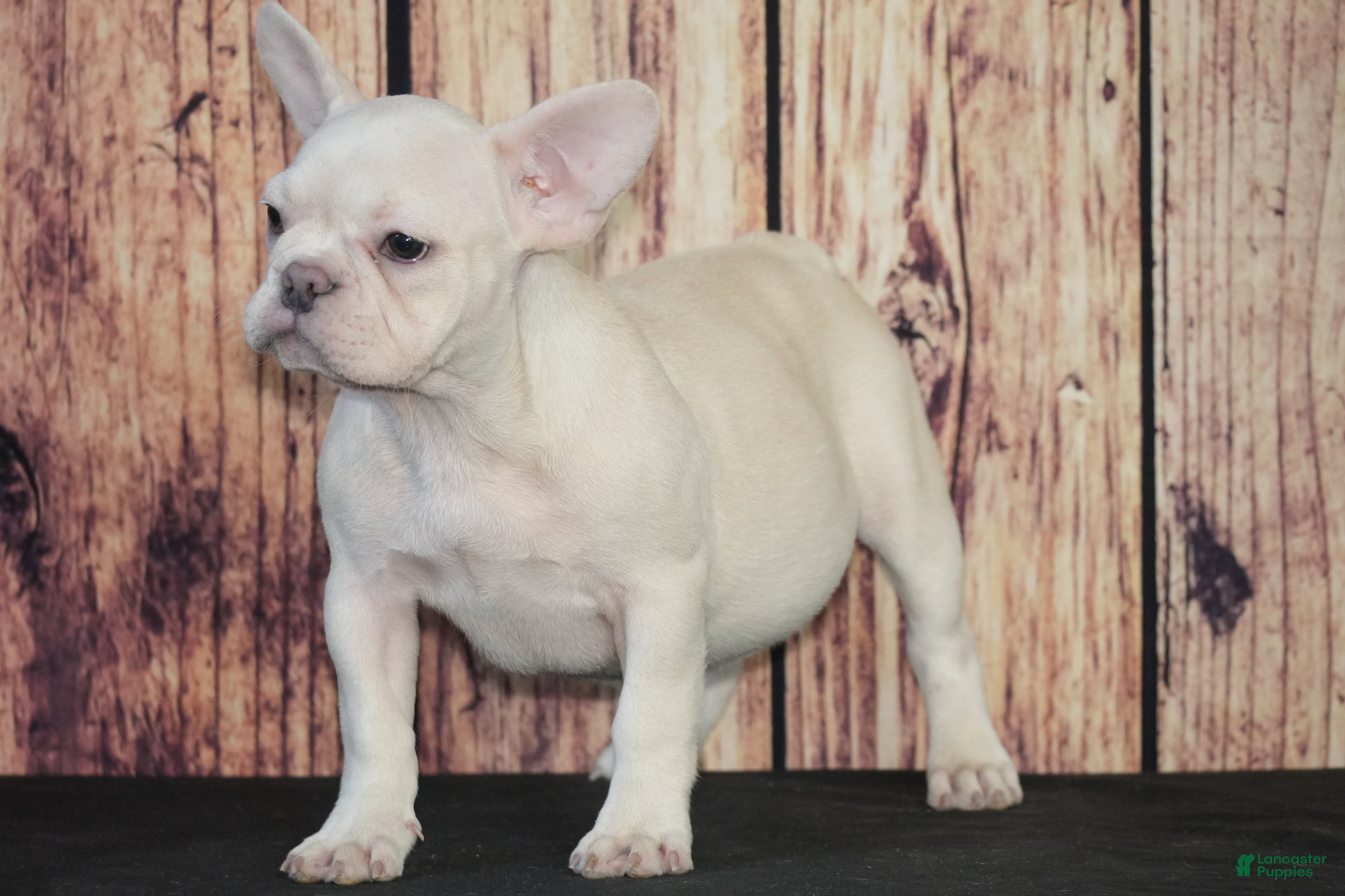 French Bulldog dogs Sasha - Ad 27