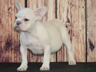 French Bulldog dogs Sasha - Ad 27