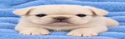 French Bulldog dogs for sale: Blake - Ad 1