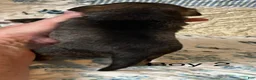 Chiweenie dogs for sale: Chiweenie 2 - Ad 4