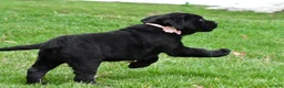 Labrador Retriever dogs for sale: Briella - Ad 15