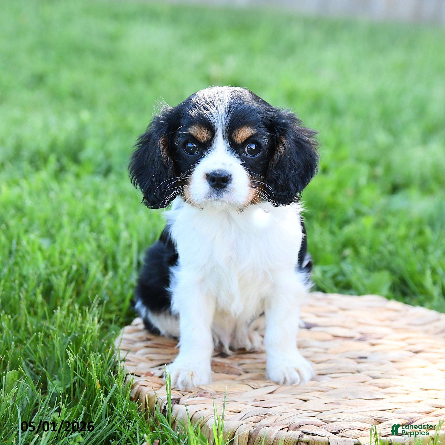 Cavalier King Charles Spaniel dogs for sale: Freddie - Ad 2