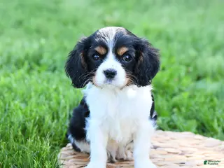 Cavalier King Charles Spaniel dogs for sale: Freddie - Ad 2