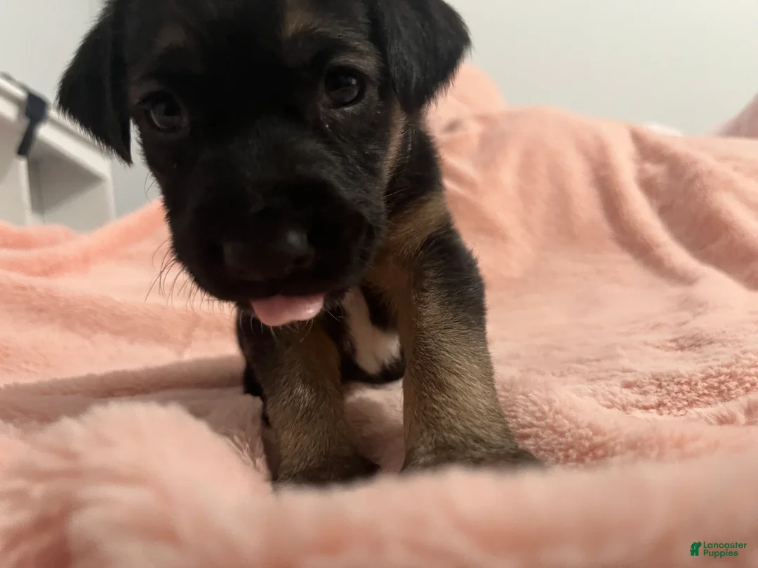Mixed Breed dogs for sale: Mixed Breed Puppy 3 - Ad 2