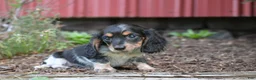 Miniature Dachshund dogs for sale: Bella - Ad 5