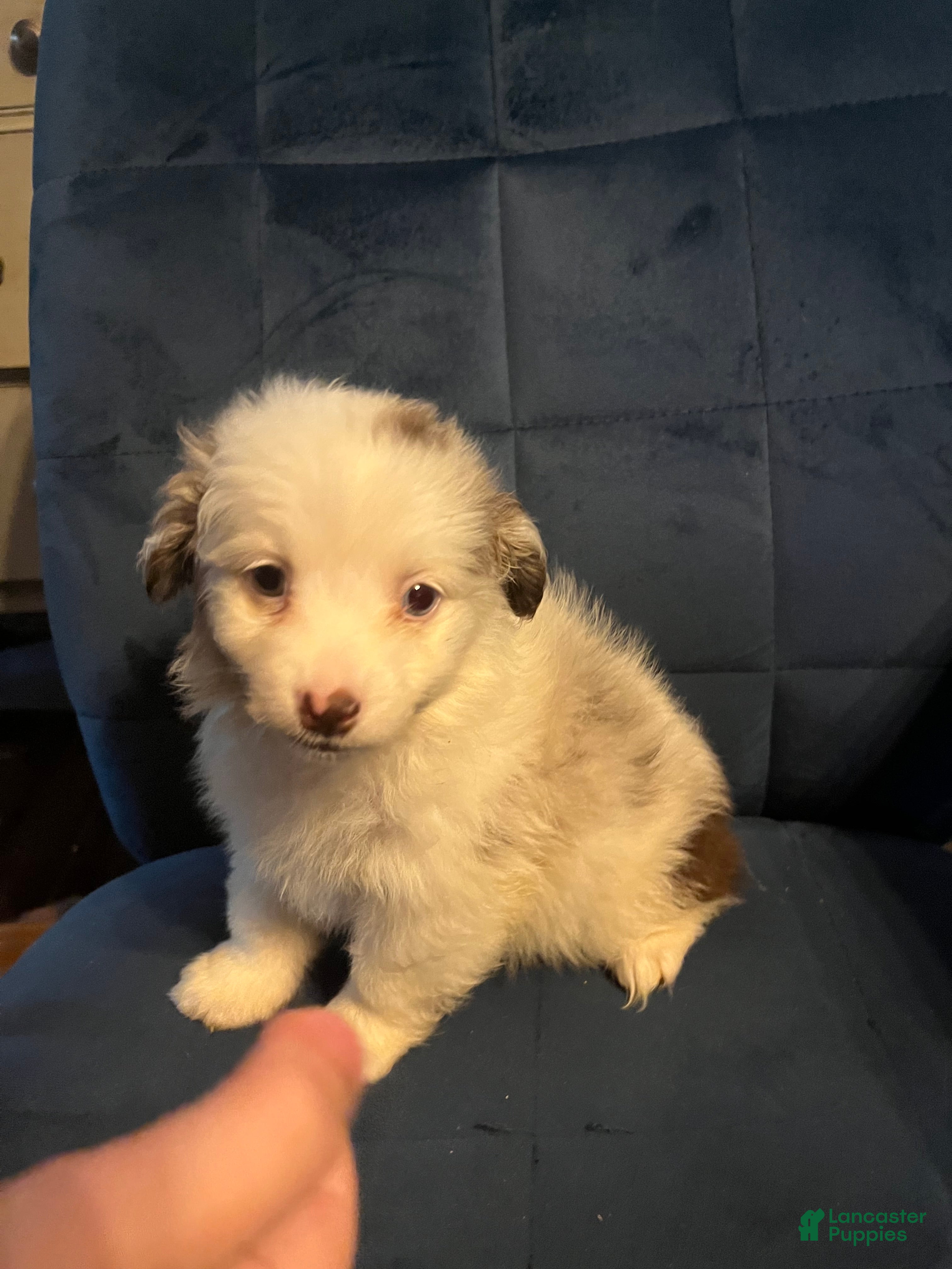 Mixed Breed dogs for sale: Molly - Ad 3