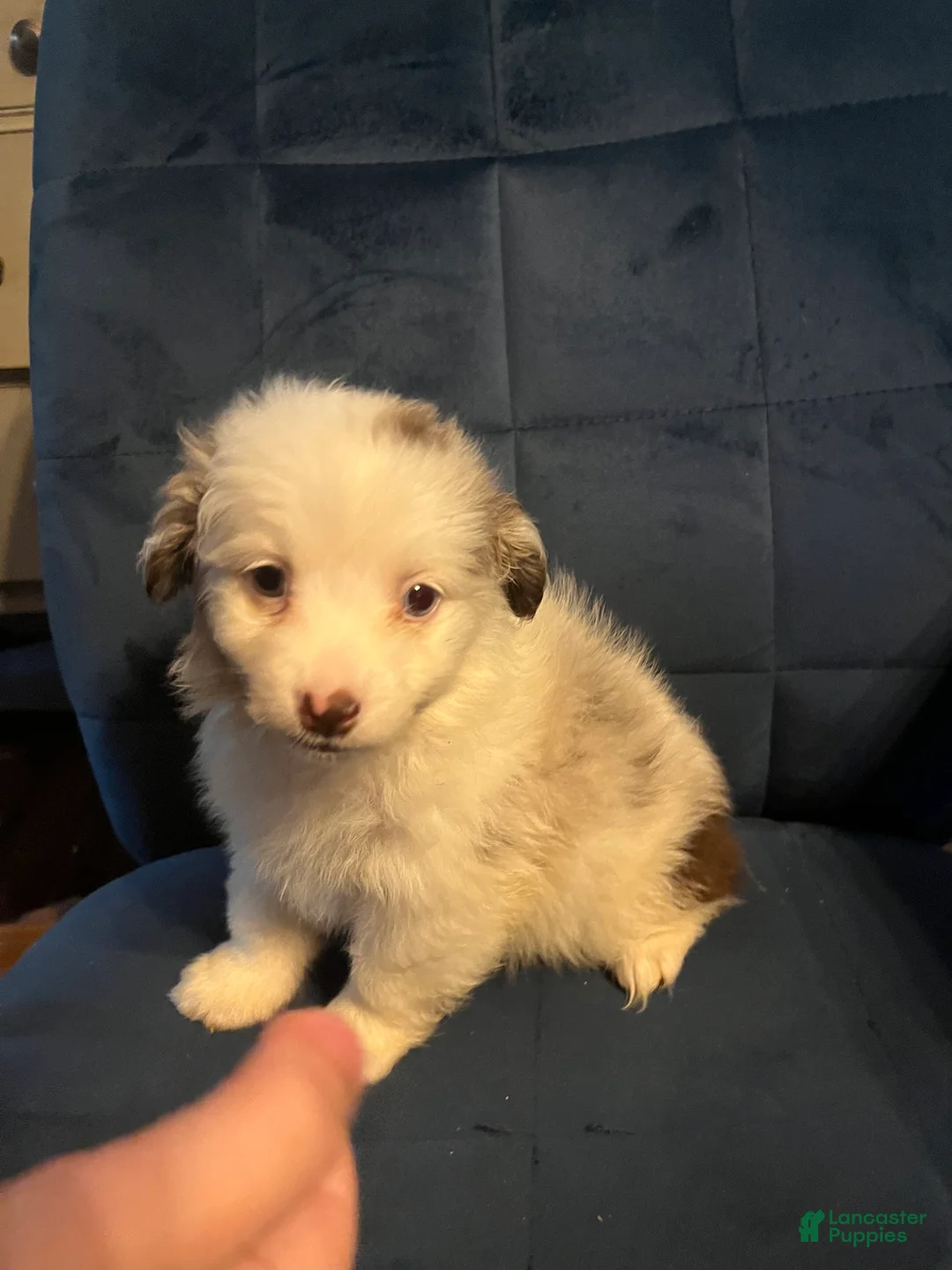 Mixed Breed dogs for sale: Molly - Ad 1