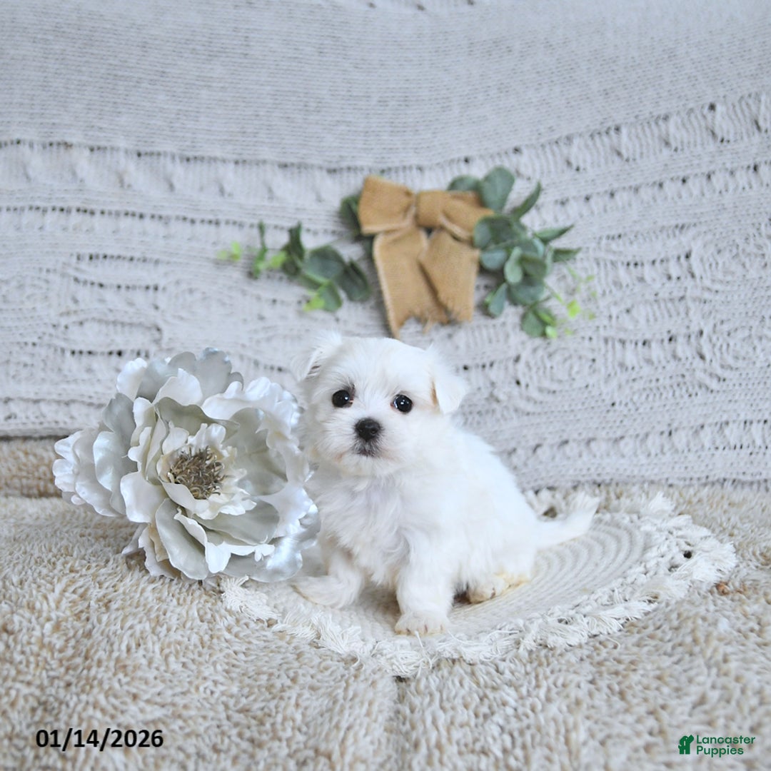 Maltese dogs for sale: Romeo EXTRA SMALL - Ad 2