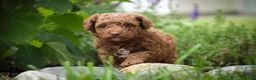 Miniature Poodle dogs for sale: Zena - Ad 7