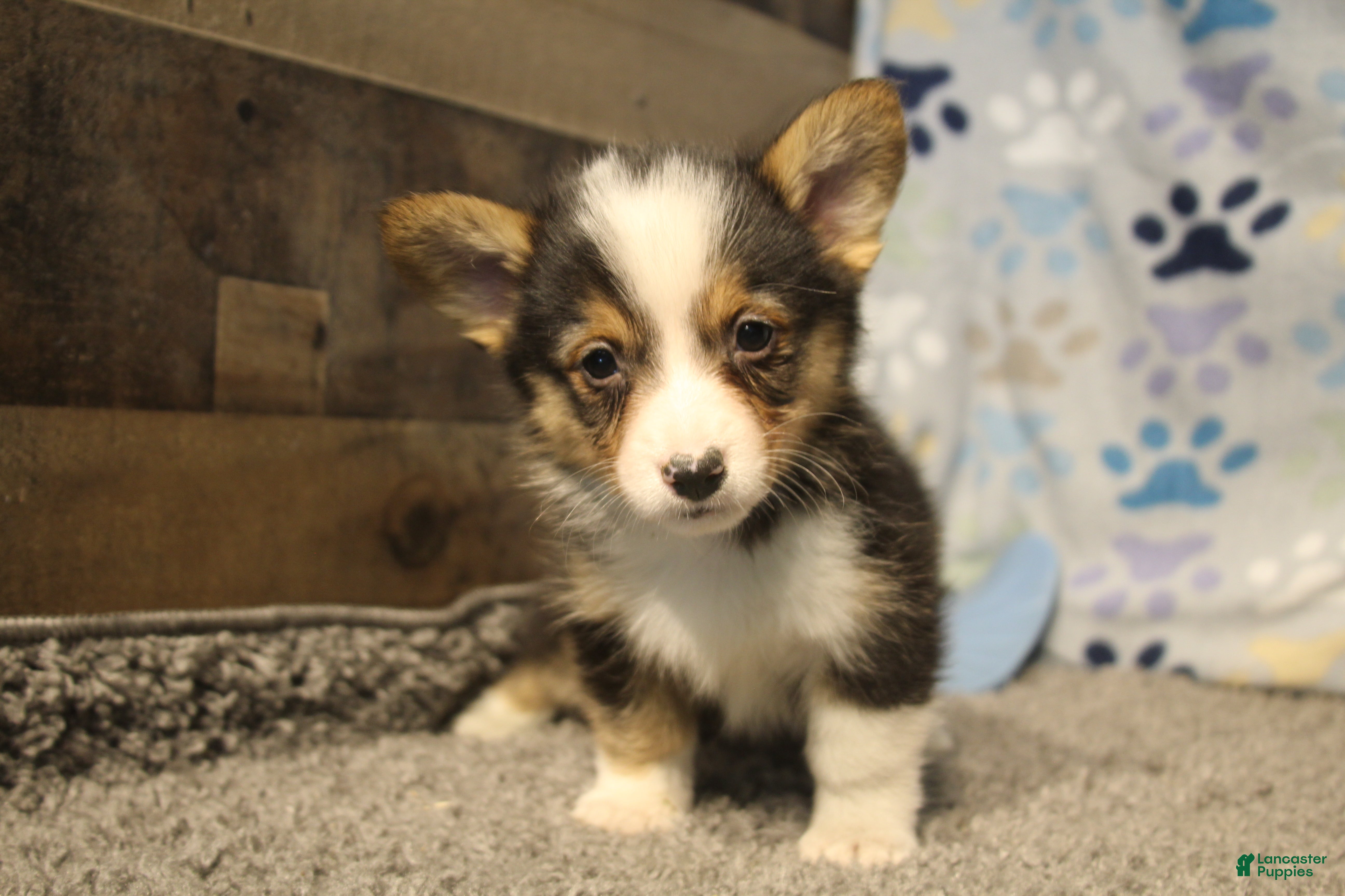 Welsh Corgi Pembroke dogs for sale: Elliot - Ad 10