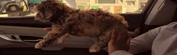 Cockapoo dogs for sale: Cockapoo 1 - Ad 4