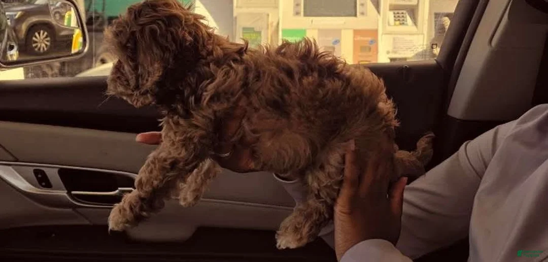 Cockapoo dogs for sale: Cockapoo 1 - Ad 4