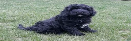 Portuguese Water Dog dogs for sale: Teddy - Ad 1