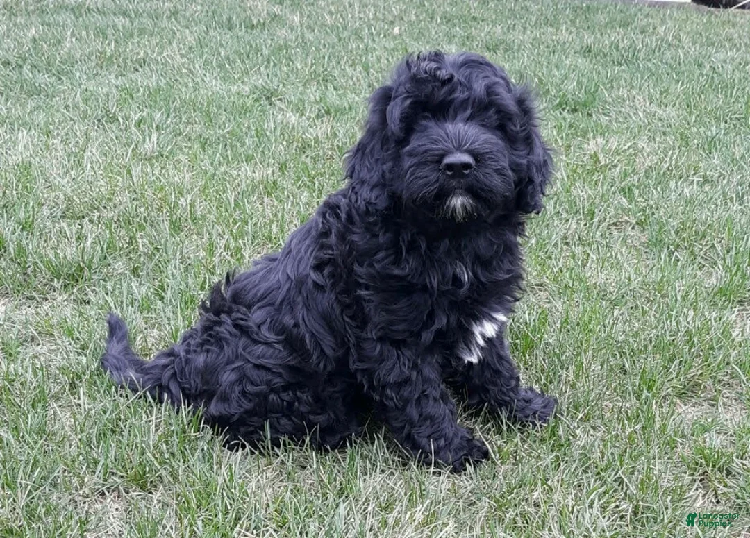 Portuguese Water Dog dogs for sale: Teddy - Ad 1